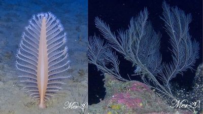 New marine survey reveals fragile ecosystems off Cyprus under threat from human activity