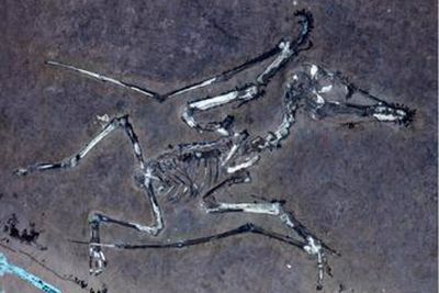 Fossils show pair of baby pterosaurs ‘died in violent storm’