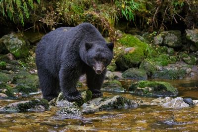 Elderly Arkansas man mauled by bear in state’s first attack in decades