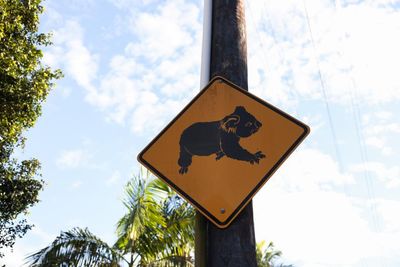 Minns’s $140m great koala national park will ‘obliterate’ regional towns, Coalition claims