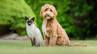 Siamese cat awarded ‘chief cat tester’ accolade by landing a job helping to train hearing dogs