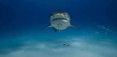 Sharks now roam the open ocean. But for 200 million years, they only lived near the sea floor