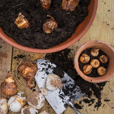 The 7 best bulbs to plant in September for a stunning spring display