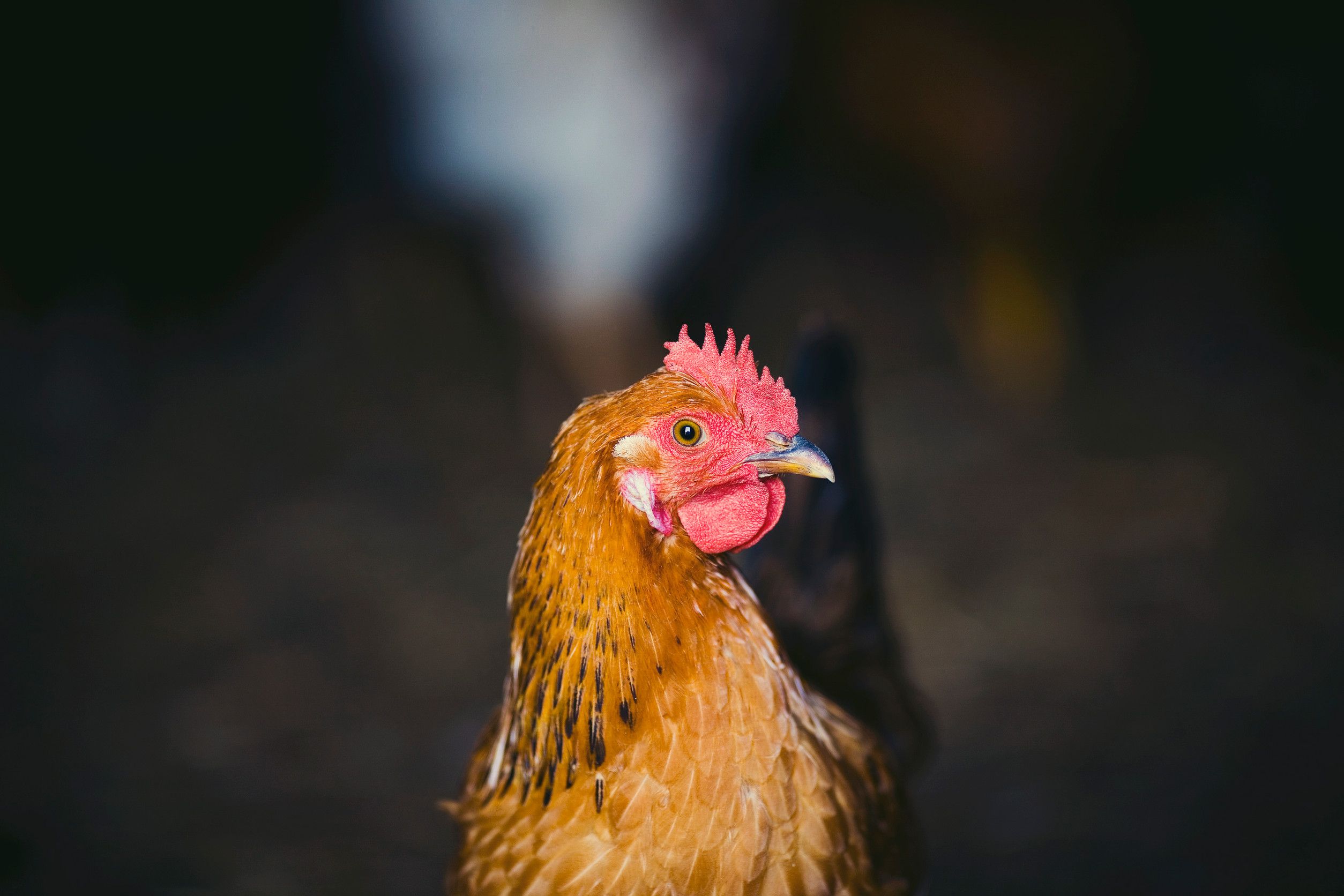 Image result for 7 Hidden Costs of Keeping Backyard Chickens