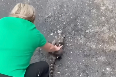 Nurse saves raccoon’s life with CPR after it got drunk on fermented peaches