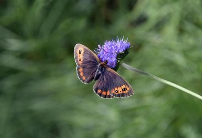 Country diary: Dark chocolate butterflies in a purple patch