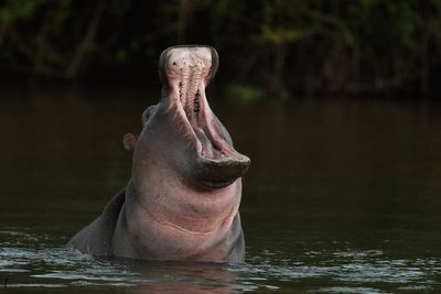 Eleven missing including baby after hippo capsizes river boat