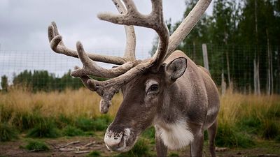 Sami reindeer herders in Sweden face cultural collapse amid mining and climate threats