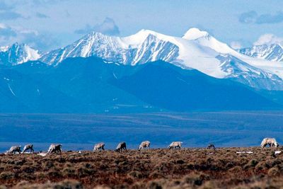 The animal population that could decline 80 per cent by 2100