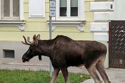 The adventures of Emil the moose keep a corner of Austria on its toes