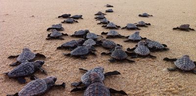 Baby turtles vanish into the Indian Ocean for years: now a model shows where they might go