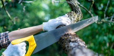 Cities need trees, but sometimes they have to be cut down – here’s why, and how to do it properly