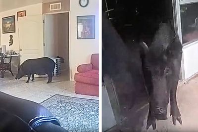 Wild boar charges police officer after being discovered in living room