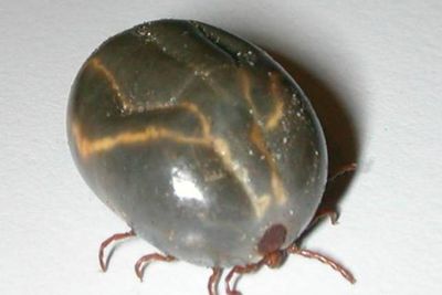 The invasive disease-carrying tick spreading across the US