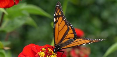 Today more than ever, biodiversity needs single-species conservation