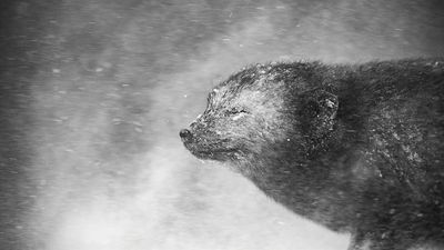 "This is the best camera I've ever used" – Pro wildlife photographer David Gibbon on gear, career, and capturing insights in extreme conditions
