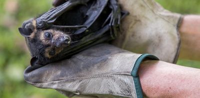 Yes, spectacled flying foxes are noisy and drop poo everywhere. But our rainforests need them