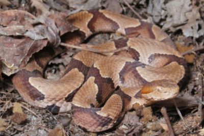 A four-year-old was bitten by a copperhead snake at a North Carolina daycare. The family says staff didn’t call 911