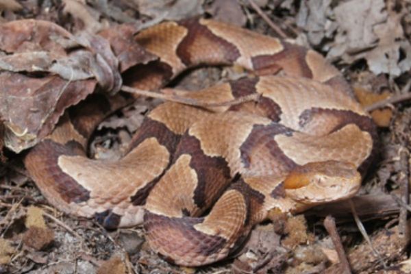 A four-year-old was bitten by a copperhead snake at a North Carolina daycare. The family says staff didn’t call 911