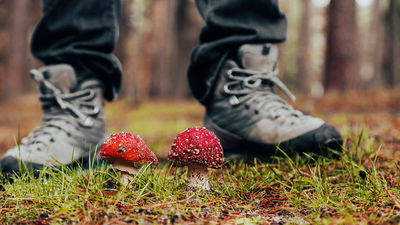 Quite the trip! High hikers rescued from the Catskills mountains after taking powerful magic mushrooms