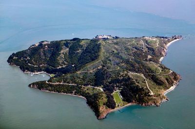 Survivor’s island: coyotes seen paddling across deep San Francisco Bay waters