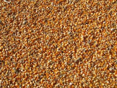 Corn Closes Monday with Green on the Screen