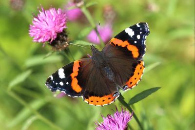 Hot summer fails to offset declining butterfly species, national count finds