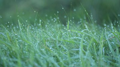 5 reasons why you should never mow wet grass, according to an expert