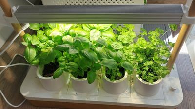 I tried the Auk Mini – I don’t think I’ll ever kill my plants again