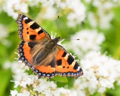Britain’s butterflies bounce back in annual count – but only to average levels