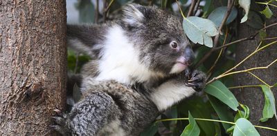 Koalas are running out of time. Will a $140 million national park save them?