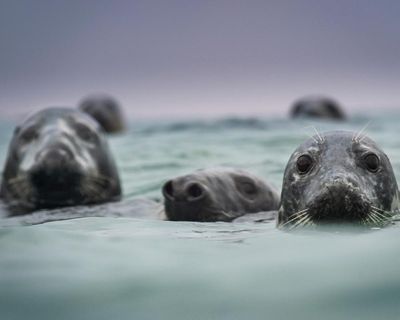 Country diary: What exactly does a grey seal see?