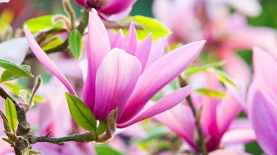 Fall is the perfect time to transplant a magnolia tree – how to do it in 9 easy steps