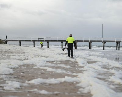 South Australians with asthma warned of ‘potential risk’ of toxic algal bloom as Senate inquiry begins