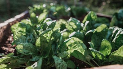 This one mistake caused my spinach to bolt – and how I learned to easily avoid this common problem in future