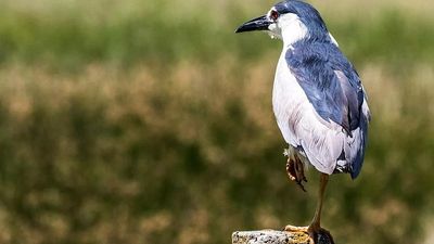 Spain tightens measures due to H5N1 bird flu cases spotted in Andalusia