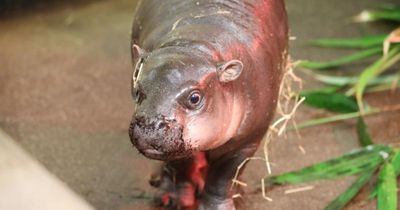 'Bye bye the noo': Haggis the hippo set to leave Edinburgh Zoo
