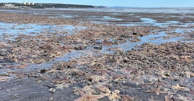 'Thousands' of dead starfish wash up on Scottish beach