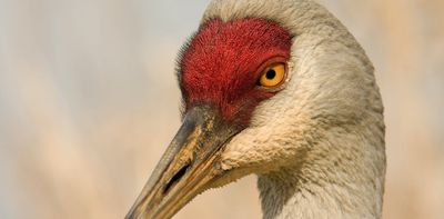 The surprising recovery of once-rare birds
