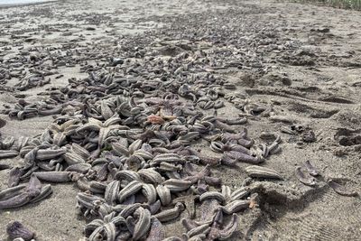 Shock as thousands of dead starfish litter UK beach