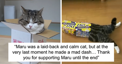 On September 6th, Maru, One Of The Most Popular Cats On YouTube, Passed Away