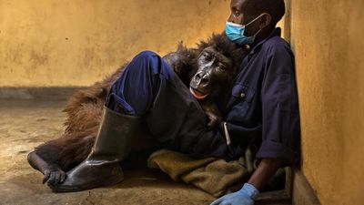 Photographer Brent Stirton celebrates DRC's Virunga National Park