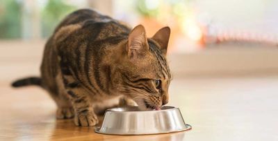 Chewy Tumbles From Early Buy Point On In-Line Earnings
