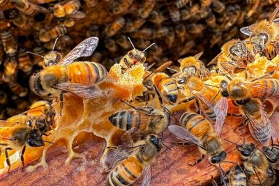 Canadian apiary store owner foils honey heist by marauding swarm of ‘robber bees’