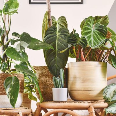 5 houseplants I always propagate in autumn – now is the perfect time to make more of your favourite plants for free