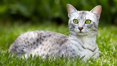 Egyptian Mau cats are energetic, vocal and one of Mother Nature’s biggest fans