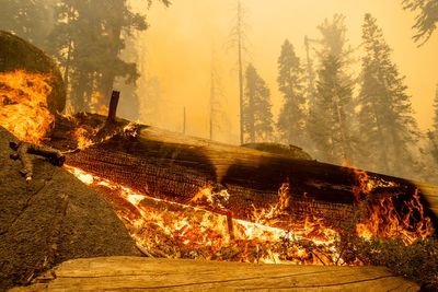 Wildfire tears through grove of ancient giant trees in California’s Sierra National Forest