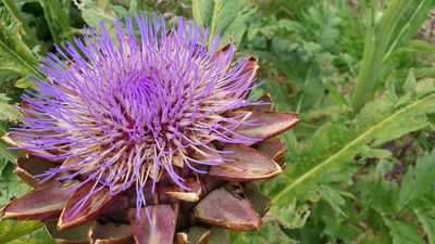 How to grow cardoons – for a colossal ornamental edible that’ll catch the eye in any garden