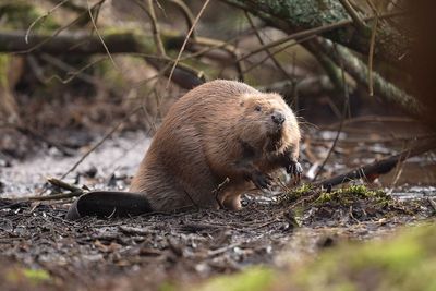 UK risks missing 2030 nature target by a ‘country mile’, green groups warn