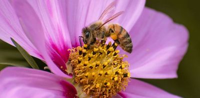 Deadlier than varroa, a new honey-bee parasite is spreading around the world